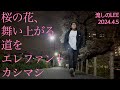 【リー中川マニア向け】流しのLEE  エレファントカシマシ『桜の花、舞い上がる道を』リー中川の弾き語りMV 2024.4.5