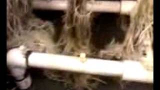 Cannabis aeroponic grow/ stinkbuddy system