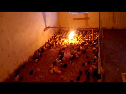 წიწილები