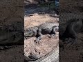 Saint Augustine Alligator Farm Family Fun Visit