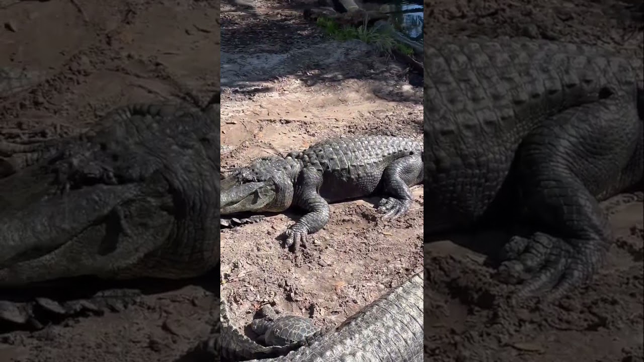 Saint Augustine Alligator Farm Family Fun Visit