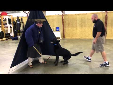 black-german-shepherd-"gunner"-personal-protection-dog-for-sale