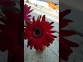 How to make a flower pot 🌻 #travel #nature #flowers #shortvideo #shorts #short #shortsvideo #beauty