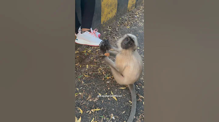 Feeding Food To Monkeys (Kapi Sena)🐵🐒 #shorts #monkey #bandar #feeding #viral #monkeyvideo #funny