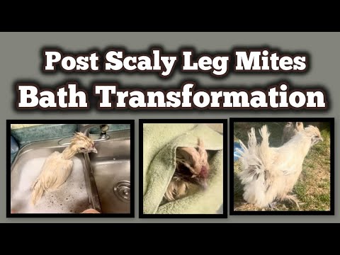 Post Scaly Leg Mites BATH TRANSFORMATION!