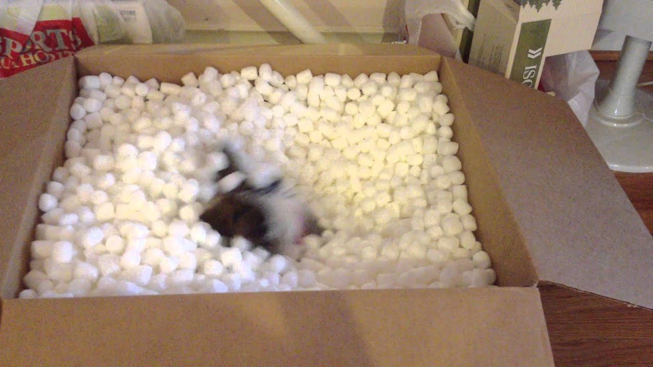 Ball Pit for Little Dogs YouTube