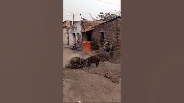 झ ल म क तन स र स अर पकड Jhale Me Kitne Sare Suar Pakde 