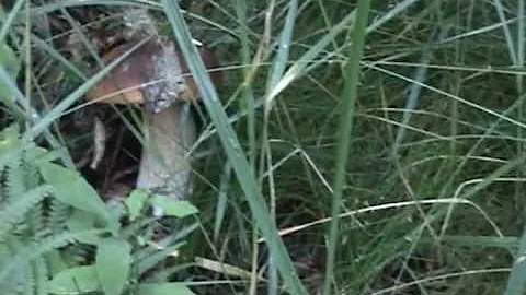 Jak nakrájet houby nadrobno?