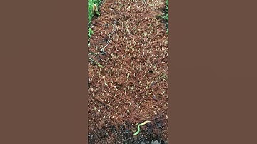 Cách gieo hạt bắp để đạt tỷ lệ cao