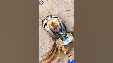 có thể bạn chưa biết cảnh cua lột xác thay vỏ #thegioidongvat #shortvideo #shosrts