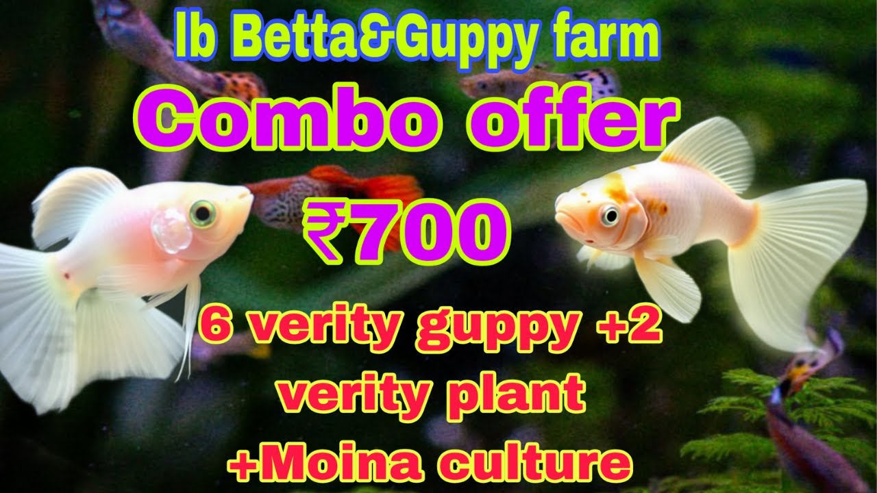காம்போ ஆஃபர்🤩 ₹700/lb Betta&Guppy farm/marthandam ❤️
