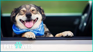 60 Minutes Of NonStop Pet Laughs | Funniest Pets And People | Pets & Vets