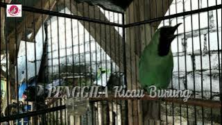 Cucak ijo BONGKAR ISIAN NYRECET dan BESET cocok untuk PANCINGAN cucak ijo mau na