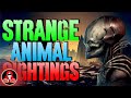 15 UNEXPLAINED Animal Sightings - Darkness Prevails