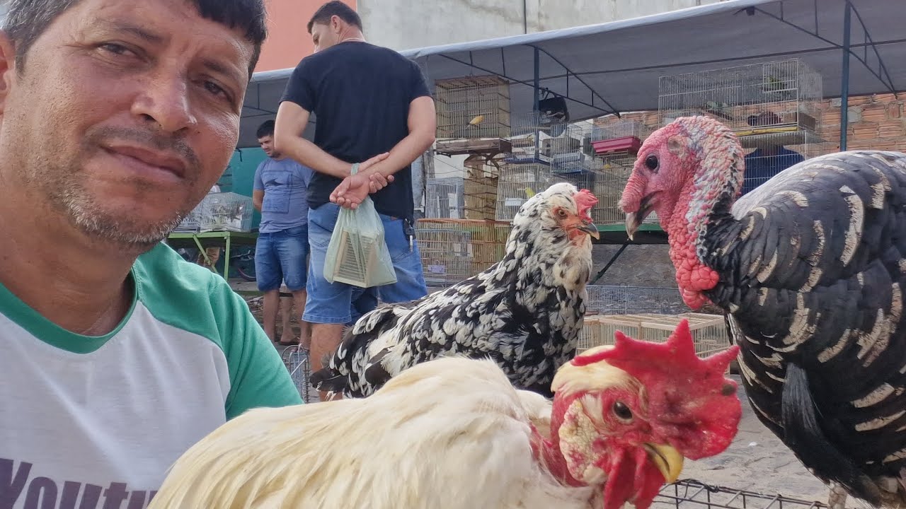 VANIO NA FEIRA DE ARAPIRACA AL PRÓXIMO A LINHA DO TREM 🚆 #NORDESTE 
