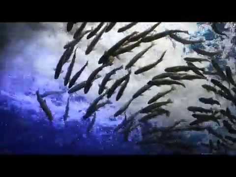 山の水族館（おんねゆ湯温泉）