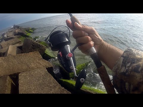 BLUEFISH on the ATOM POPPER - The MITCHELL GARCIA No. 410 - LIGHT SALTWATER  SPIN FISHING 