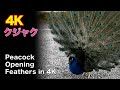 The peacock opened a beautiful feather/4K - Japan