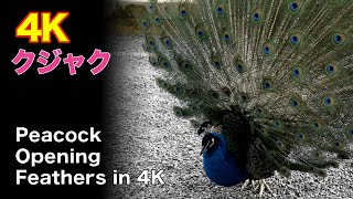 The peacock opened a beautiful feather/4K - Japan