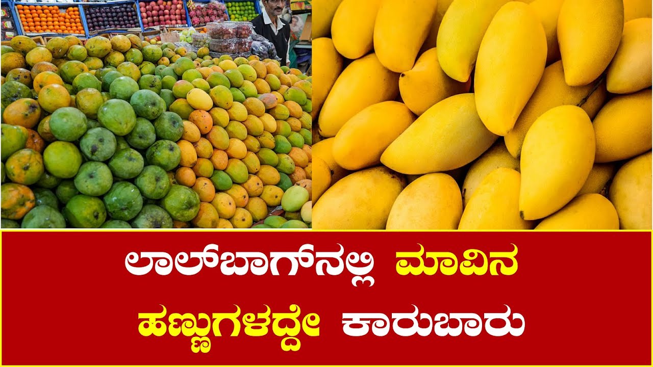 Lalbag Mavu Mela ಲಾಲ್‌ಬಾಗ್‌ನಲ್ಲಿ ಮಾವಿನ ಹಣ್ಣುಗಳದ್ದೇ ಕಾರುಬಾರು YouTube