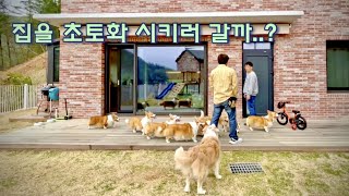 (Sub) Can I sleep over at Songi?ㅣ8 Welsh Corgis will live in a different house, continuing to stay.