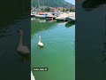 Lake Como, north Italy. #italy #travel #como #goose #turtle #travelvlog