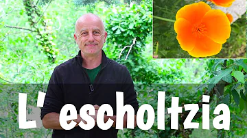 Quelles sont les propriétés de l'Escholtzia ?