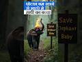 Baby elephant injured after eating potash bomb.#elephant #chhattisgarh #tigerreserve #wildlife#news