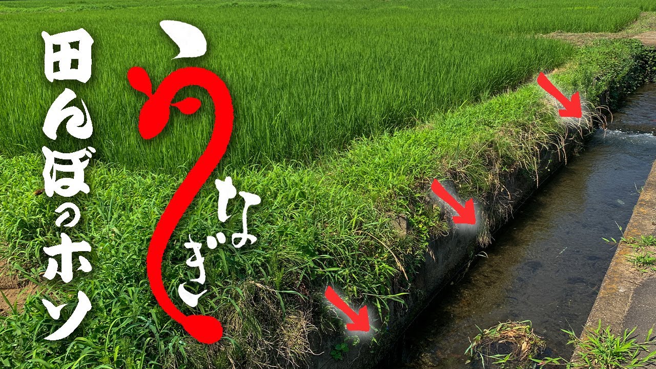 こんなところに！？ウナギを探し回ってやっと見つけました！