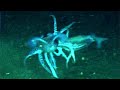 7 Alien-Like Squids Encountered by ROVs in the Deep Ocean