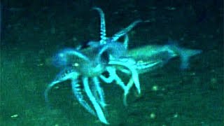 7 Alien-Like Squids Encountered by ROVs in the Deep Ocean