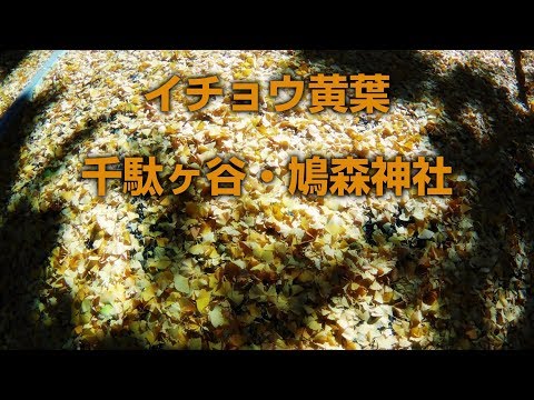 イチョウ黄葉を見に村上春樹ゆかりの鳩森神社へ行く