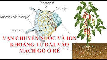 Nước và ion khoáng đi vào mạch gỗ ở rễ