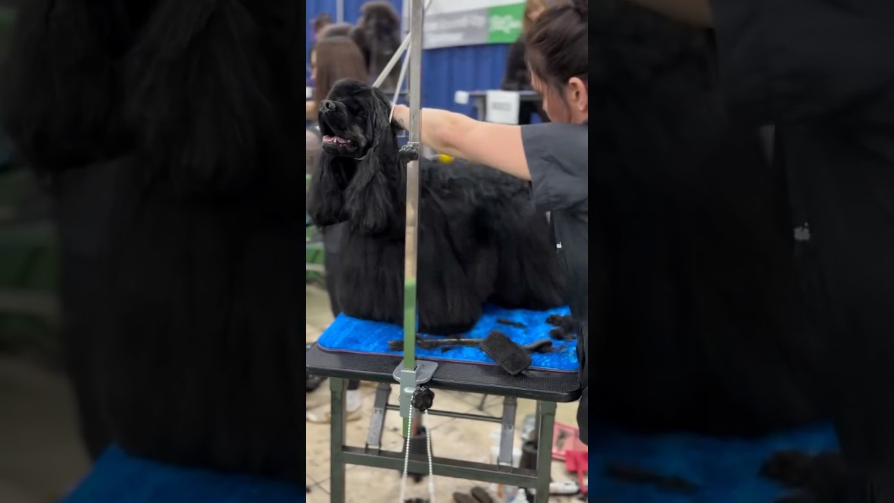 كلاب الصيد || أصغر ملك جمال في كلاب الصيد ❤️⚠️✅#حيوانات_غريبة #حيوانات #كلاب #صيد #cockerspaniel