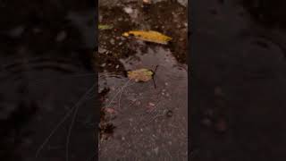 Rainy days Buongiorno Rastellino Font Cyrillic #шрифт #short #shortvideo #Shorts #cozy #autumn #font