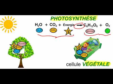 Vidéo: Quels produits de la respiration cellulaire sont nécessaires pour que la photosynthèse se produise ?