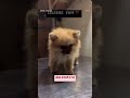 Culture pom puppy available ❤️ #veterinarypharmacist #dog #dog #pets #pets