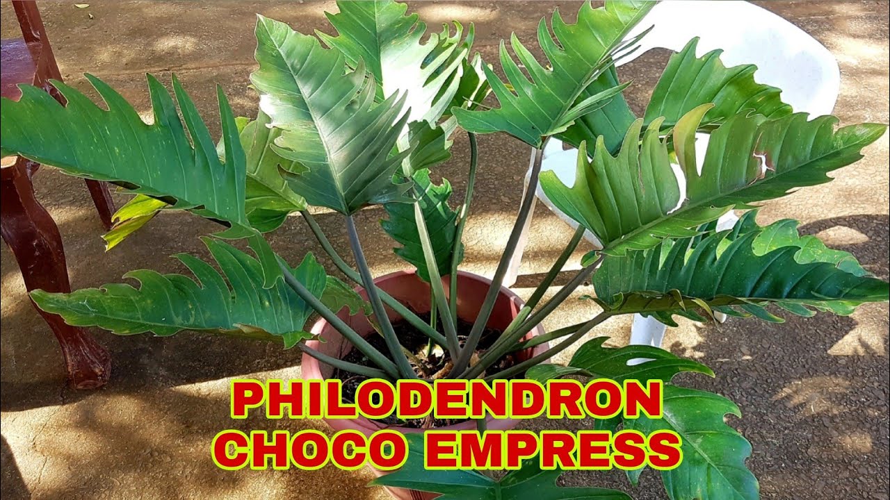 How to Propagate Philodendron Choco Empress | Fel Pacs