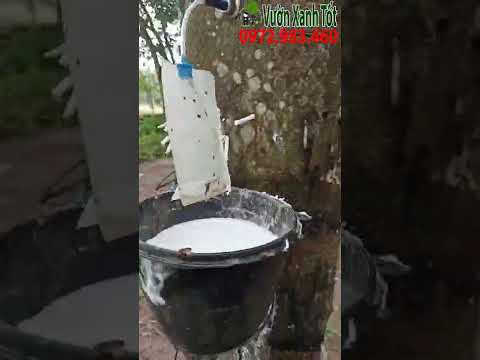 Video Mưa bão vẫn khai thác mủ cao su ổn định thu nhập - youtube