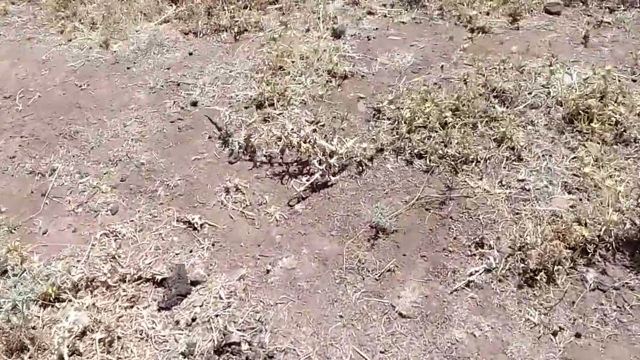 تربية النحل : سروح النحل في الصيف على شوك العصفر