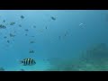 4K Дайвинг на рифе Sharks Bay, Sharm El Sheikh