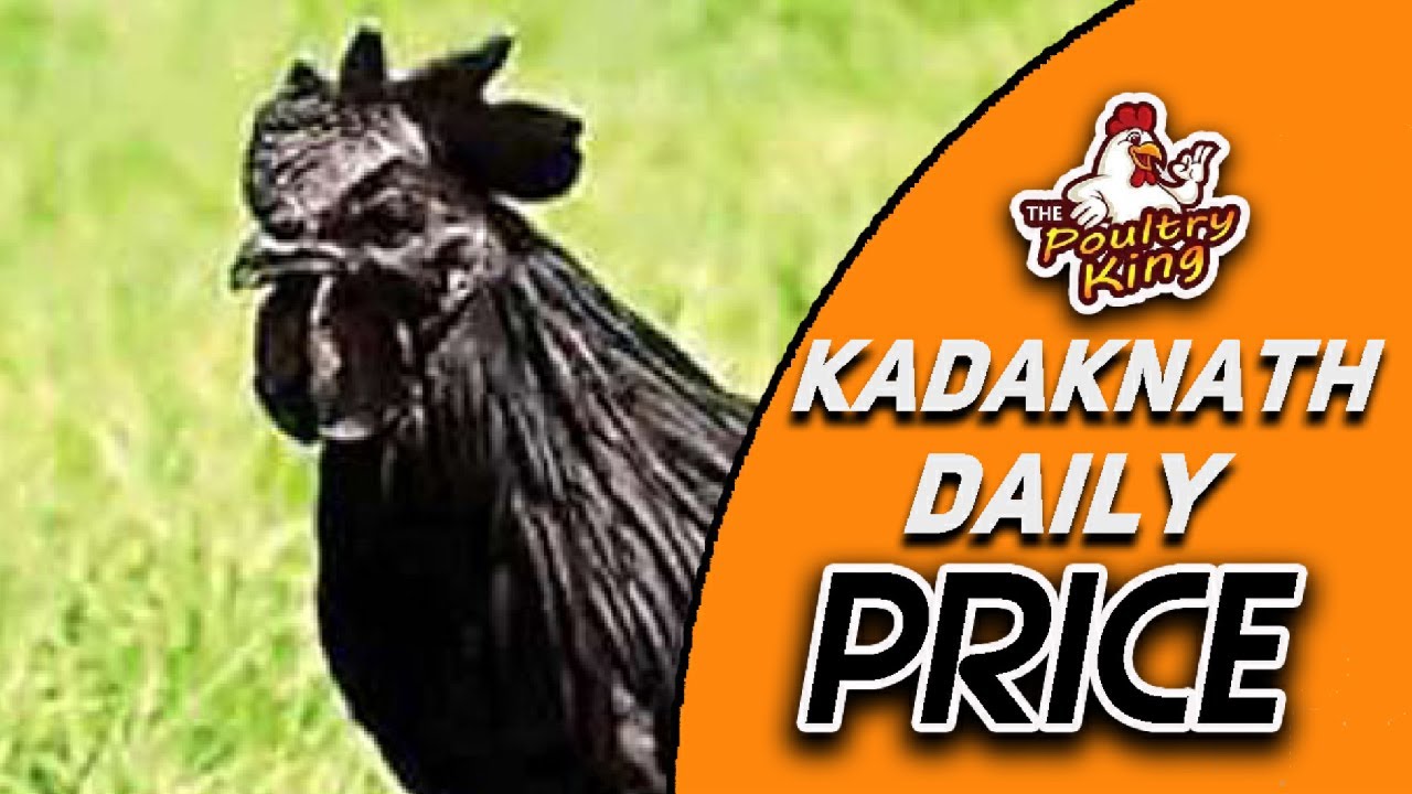 kadaknath egg price | kadaknath price | kadaknath daily price - YouTube