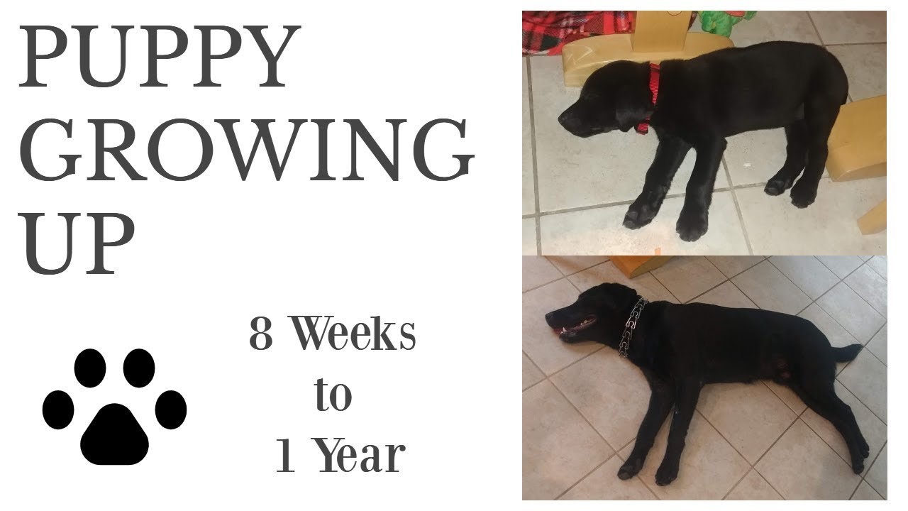 My Puppy Growing Up *8 Weeks to 1 Year* - YouTube