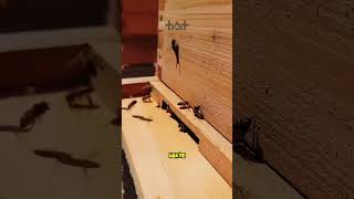 This Is Why Beekeepers Remove Queen Cells
