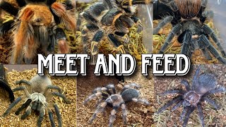 My Tarantula Collection: Introducing my first arachnid stars