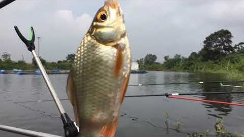 Trailer Fishing 1 Test Handing X9. Câu cá tự nhiên bằng cần Handing X9. Cá Diếc nhiều quá.