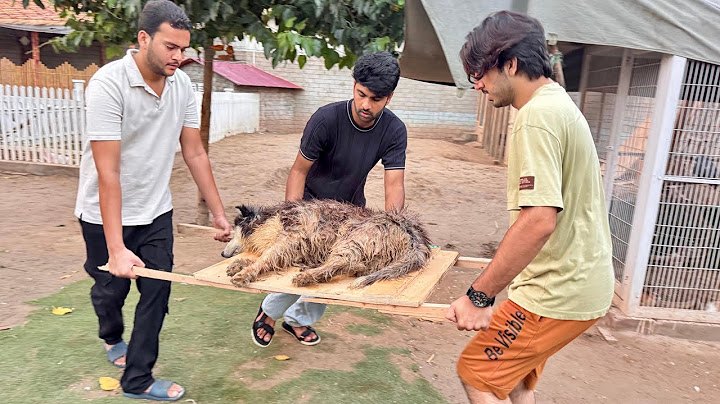 Dog In Danger emergency main hospital lay jana para 🚨🚨