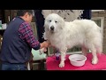 【ルンルンの裏庭】お父さん30分かけてルンルンを綺麗にする