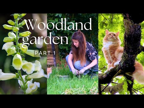 Vídeo: Woodland Garden Design - Como plantar um jardim na floresta