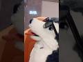 sanetii ミカクニンハスキー VLOGサ️ #IKEAdog